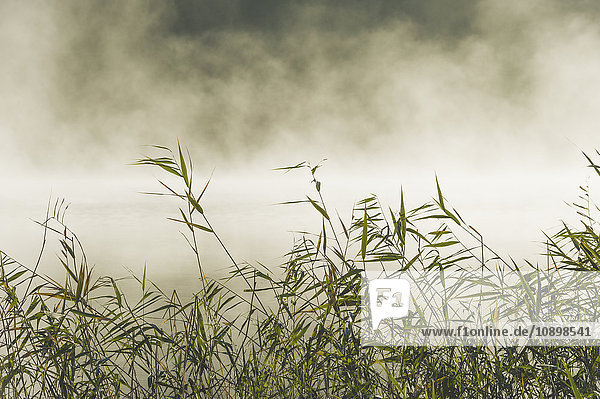 Schweden Sodermanland Yngaren Gras mit Nebel im Hintergrund