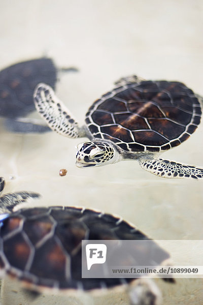 Mexiko  Cancun  Schildkrötenjagd unter Wasser