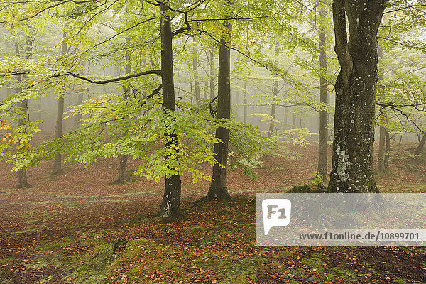 Schweden  Skane  Soderasens Nationalpark  Klova Hallar  Herbstwald im Nebel
