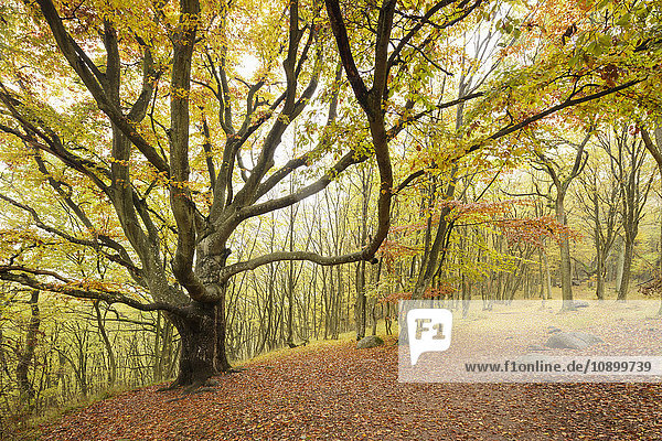 Schweden  Skane  Stenshuvud Nationalpark  Herbstwald mit gelben Blättern