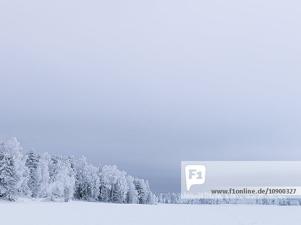 Schweden  Vastra Gotaland  Gullspang  Runnas  Wald im Winter
