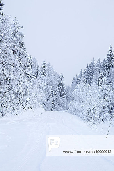 Schweden  Narke  Wald im Winter