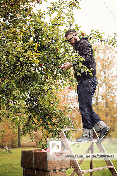 Schweden Dalarna Mann pflückt Äpfel vom Baum