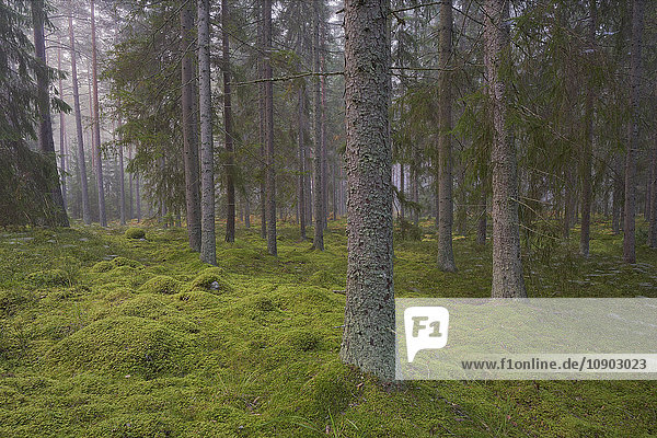 Schweden  Ostergotland  Kolmarden  Blick auf Bäume