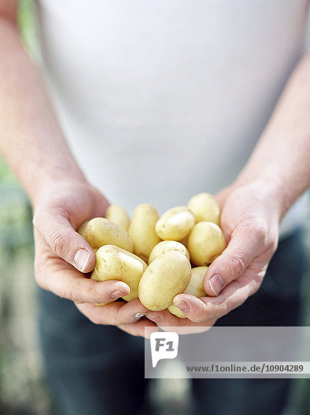 Schweden  Mann mit jungen Kartoffeln