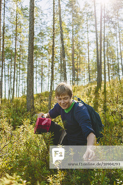 Finnland Keski-Suomi Jyvaskyla Junger Mann der Blaubeeren erntet