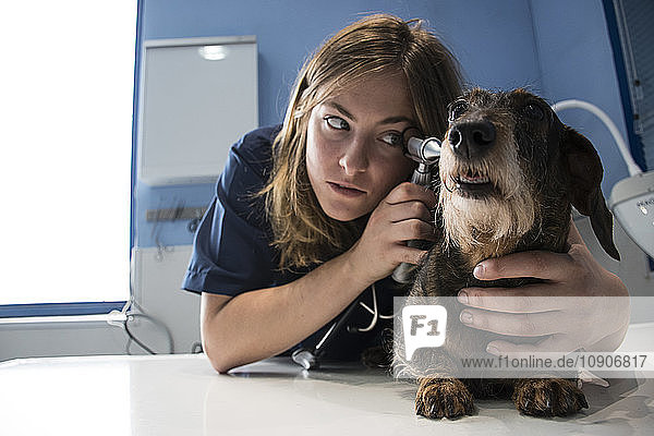 Veterinarian examining ears of a dog with an ottoscope in a veterinary clinic