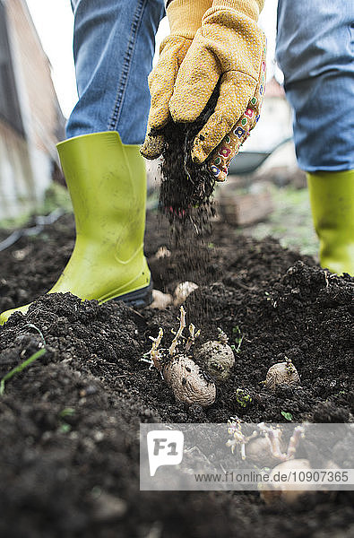 Planting potatoes