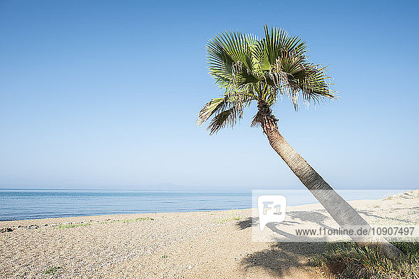 Greece  Glifa  palm tree on the beach