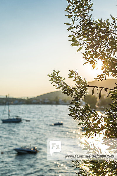 Griechenland  Kala Nera  Olivenbaum am Meer bei Sonnenuntergang