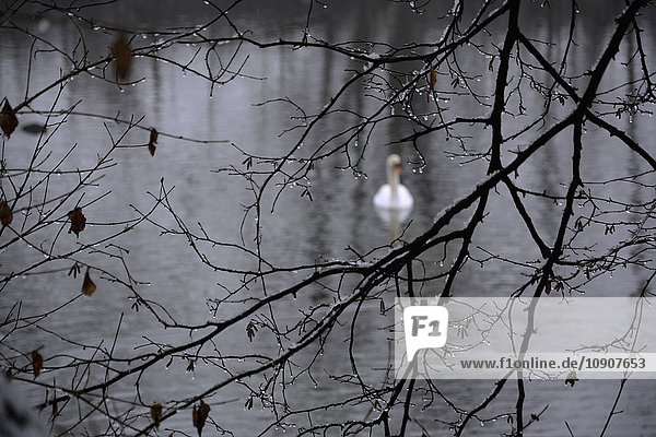 ein weißer Schwan auf einem See im Winter  Zweige mit Regentropfen im Vordergrund