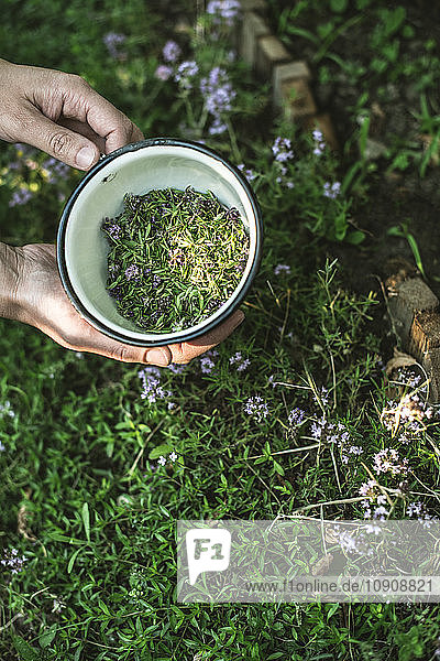 Woman's hands holding bowl of freshly picked thyme
