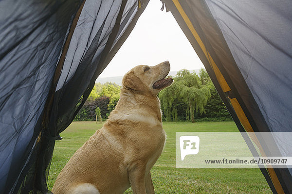 Labrador Retriever vor dem Zelt sitzend