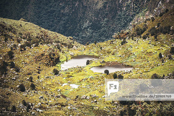 Peru  Huaraz  Vegetation in der Hochlandregion