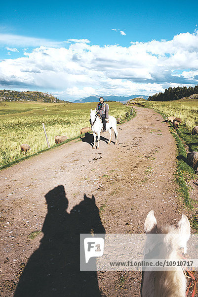 Peru  Cusco  Mann reitet auf einem Feldweg  umgeben von Schafen.
