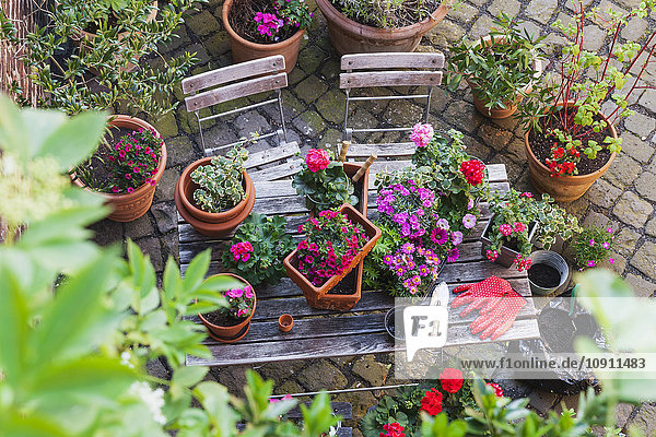 Gartenarbeit  verschiedene Frühlings- und Sommerblumen  Gartengeräte auf Gartentisch