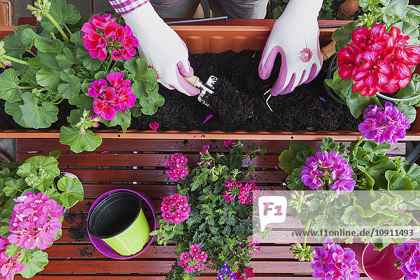 Gartenarbeit,  verschiedene Frühlings- und Sommerblumen,  Blumenkästen und Gartengeräte,  Topfarbeiten