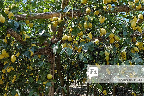 Italien Kampanien Amalfi Valle delle Ferriere Zitronenplantage