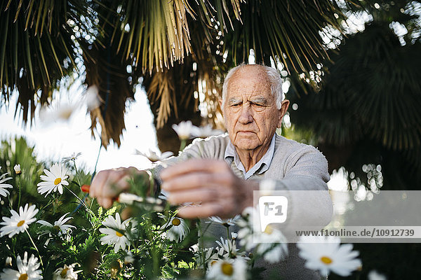 Porträt eines älteren Mannes  der im Garten arbeitet