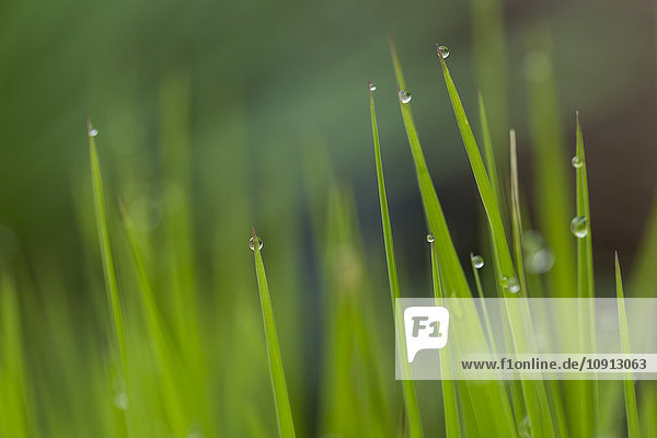 Grasses with water drops  close-up