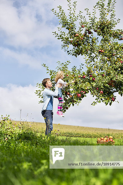 Little girl and father picking apples from tree