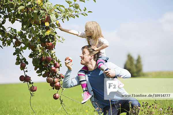Kleines Mädchen pflückt einen Apfel vom Baum  Mädchen sitzt auf den Schultern des Vaters.