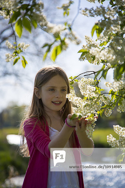 Kleines Mädchen beobachtet Blüten eines Baumes
