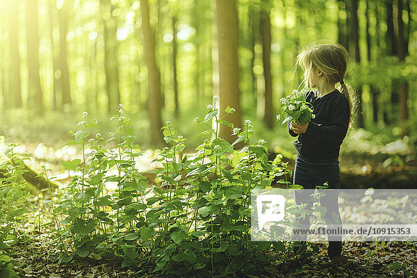 Mädchen im Wald beim Blumen pflücken