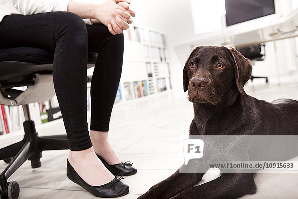 Labrador Retriever auf dem Boden liegend im Büro neben dem Eigentümer