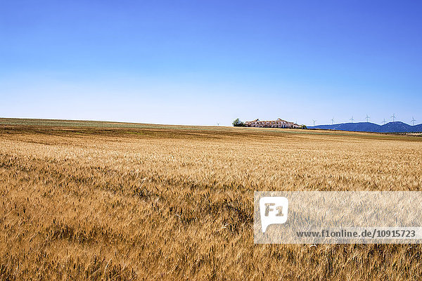 Spanien  Andalusien  Gerstenfeld  Bauernhaus und Windkraftanlagen im Hintergrund
