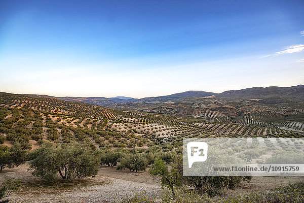 Spanien  Andalusien  Hügel und Olivenhaine