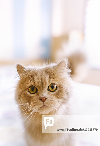 Porträt einer hellbraunen Katze