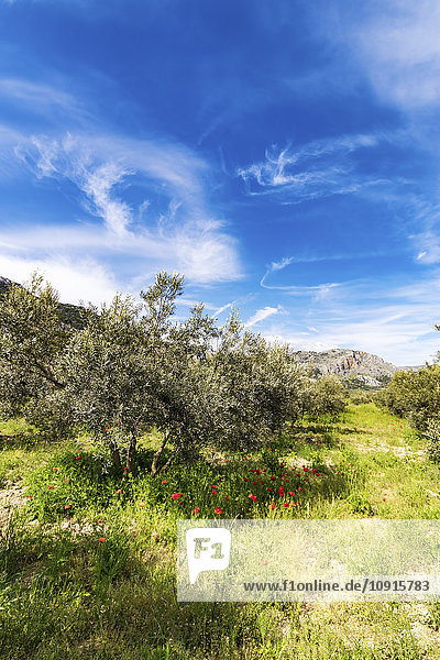 Spanien  Andalusien  Olivenplantage im Frühjahr