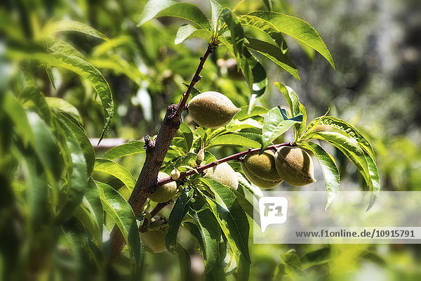 Spanien  Andalusien  Pfirsichgarten  Baum und Früchte