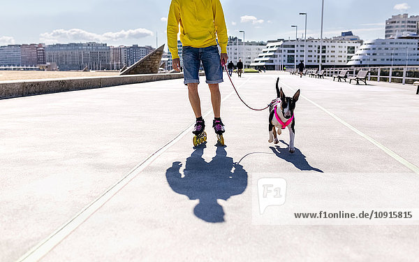 Inline-skater going walkies with his bull terrier