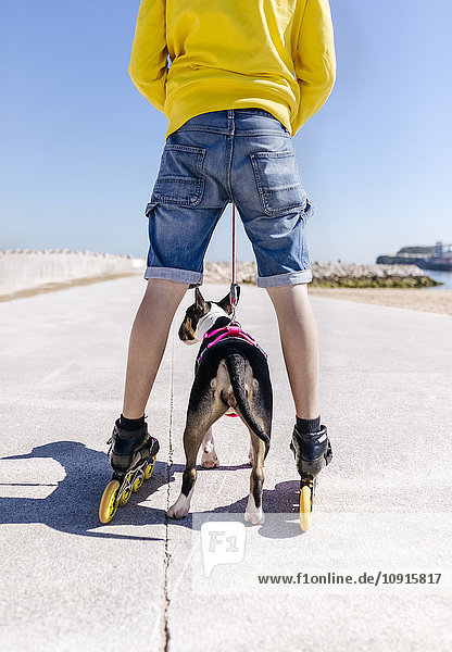 Back view of inline-skater and his bull terrier