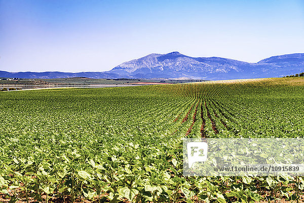 Spain  Andalusia  field of young sunflowers  crop