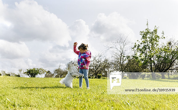 Kleines Mädchen spielt mit ihrem Hund auf einer Wiese