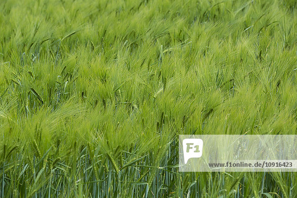 Deutschland  grünes Maisfeld