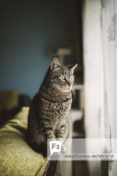 Porträt einer Katze  die auf der Rückenlehne der Couch sitzt und durchs Fenster schaut.