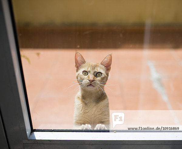 Portrait der Katze hinter der Fensterscheibe