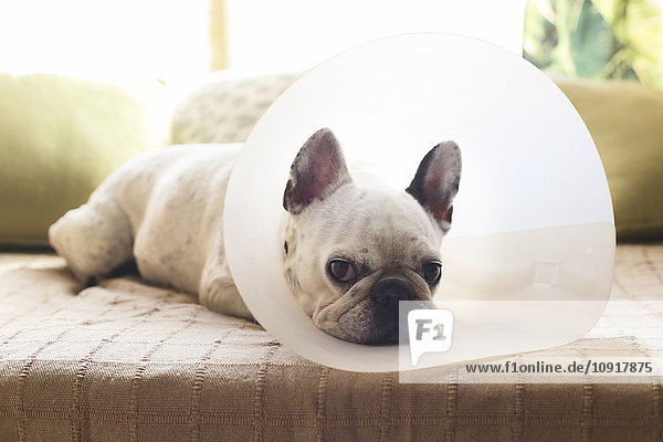 Französische Bulldogge mit medizinischem Halsband