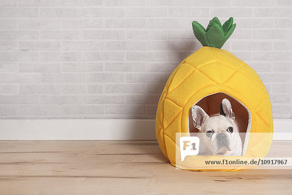 Französische Bulldogge liegt in seinem Bett in Form einer Ananas.