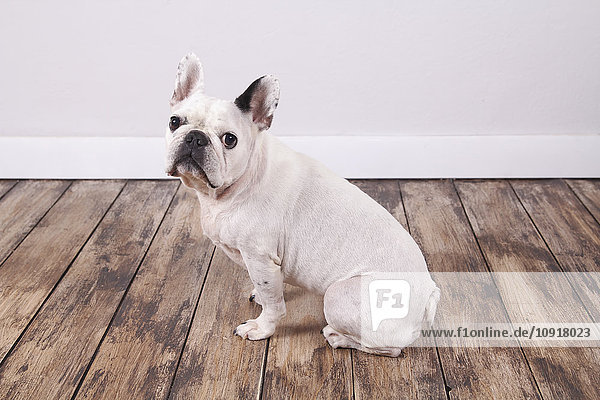 Porträt der französischen Bulldogge auf dem Holzboden sitzend