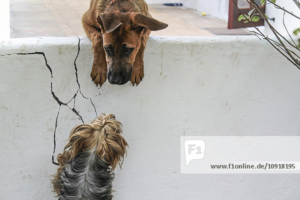 Hund schaut über die Wand zu einem anderen Hund