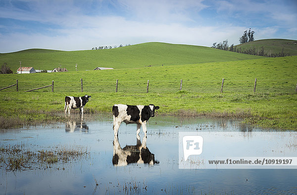 USA  Kalifornien  Kühe im Wasser stehend