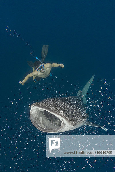 Indonesien Cenderawasih Bay Walhai und Schnorchler