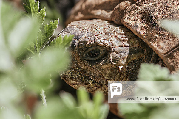 Porträt einer Waldschildkröte  Chelonoidis denticulata