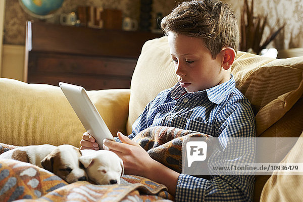 Boy using digital tablet with puppies in lap