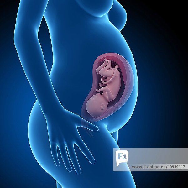Human foetus age 33 weeks